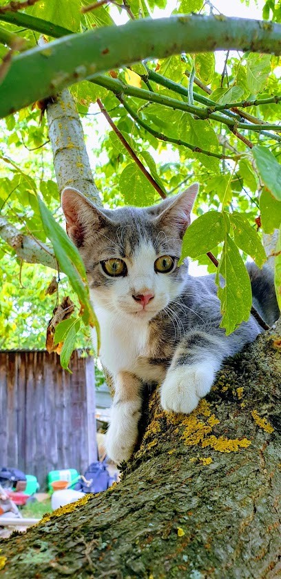 Saurin Jérôme, Carreleur à Semens